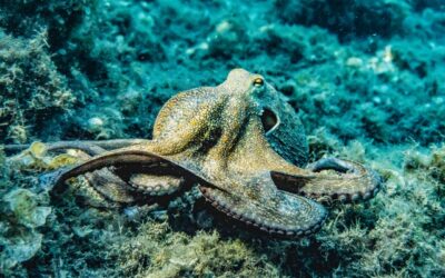 Vlogger Attacked by Octopus She Was Trying to Eat During Live Stream
